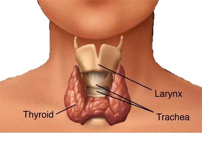 Keeping your Thyroid Gland Healthy